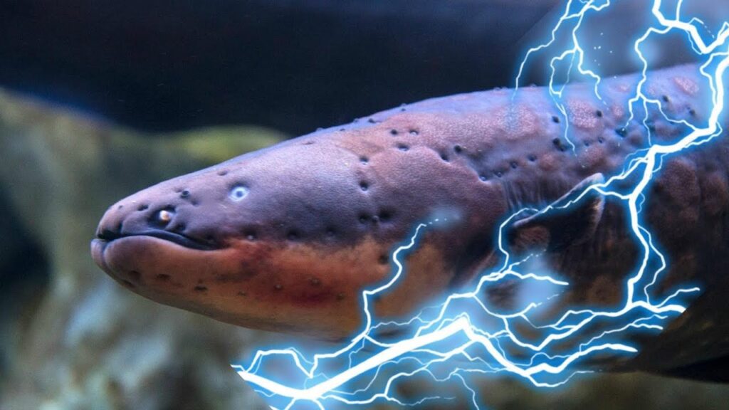 Electric Eel ମାଛ