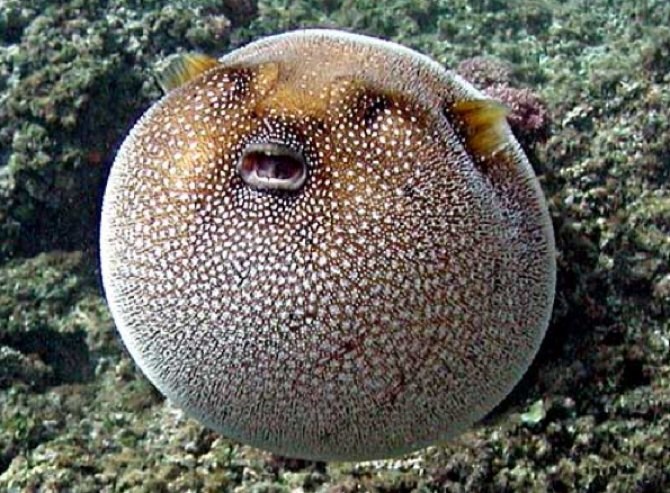 Puffer fish (ପୁଫର୍ ମାଛ ର ଗୋଲାକାର ଫୋଟ) 