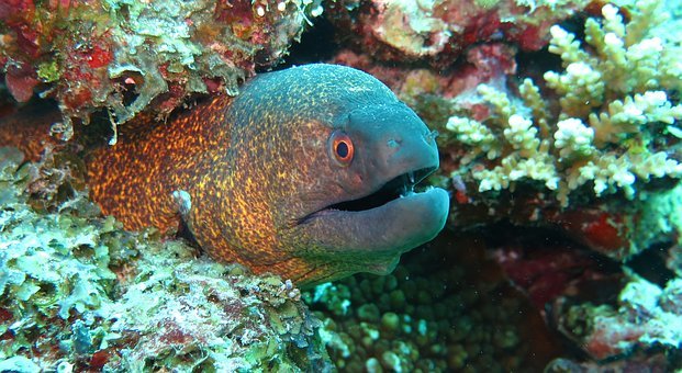 Moray Eel(ମୋରେ ଇଲ)