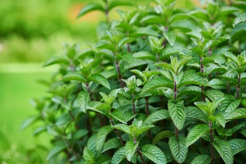 10 health benefits of mint leaves @odia24.com