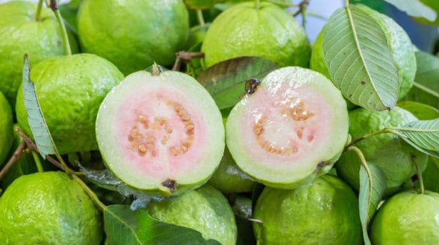 Highest in Protein Fruits ଅଧିକ ପ୍ରୋଟିନ ଥିବା  ଫଳ ପିଜୁଳି (Guavas) |  |odia24.com